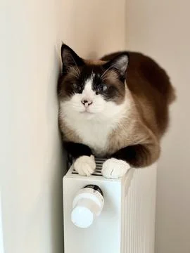 Siamese cat lying on the radiator Stock Photos