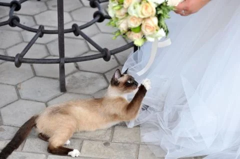 Siamese cat lying reaching for the bride's bouquet Stock Photos