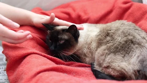 Siamese cat lying on a red blanket. Stock Footage 278330841