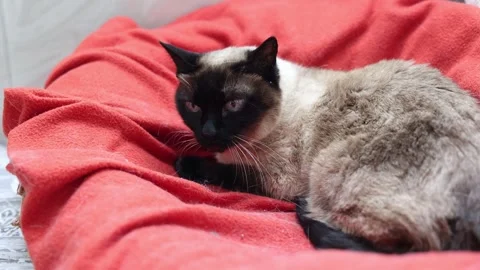 Siamese cat lying on a red blanket. Stock Footage 278331756