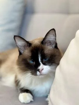 Siamese cat lying on the sofa Stock Photos
