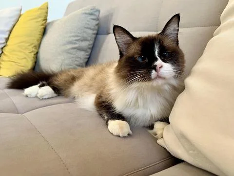 Siamese cat lying on the sofa Fotos de archivo