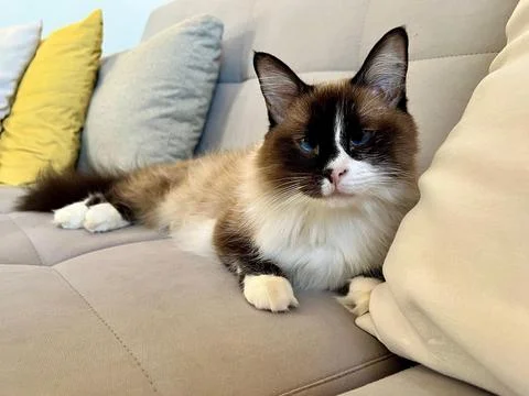 Siamese cat lying on the sofa Fotos de archivo