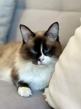 Siamese cat lying on the sofa Fotos de archivo