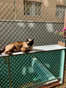Siamese cat lying in the sun Stock Photos
