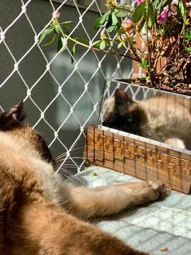 Siamese cat lying in the sun Stock Photos