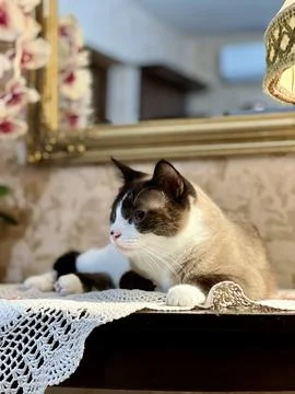 Siamese cat lying on the table Stock Photos