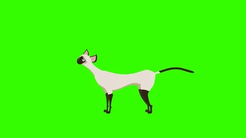 Siamese Cat, Meow and Walking Motions: Loop + Matte Video stock 73079092