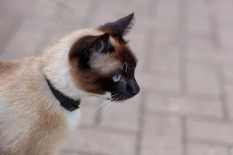 Siamese cat muzzle in profile Stock Photos