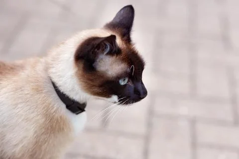 Siamese cat muzzle in profile Stock Photos