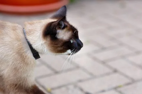 Siamese cat muzzle in profile Stock Photos