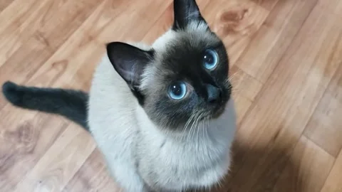 Siamese cat named Kasya Stock Footage 310806719