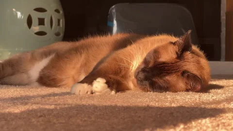 Siamese Cat Napping Close Up with Golden Afternoon Light Stock Footage 284046879