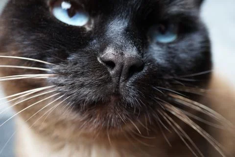 Siamese cat nose close-up Stock Photos
