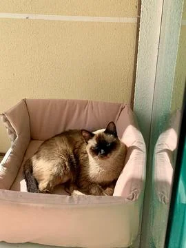 Siamese cat not alone Stock Photos