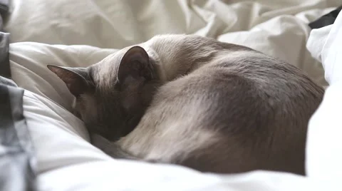 Siamese Cat Passed Out and Purring Stock Footage 62579351