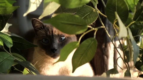 Siamese Cat Peeking through Green Leaves at the Camera 스톡 동영상 316543335