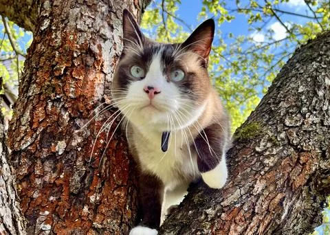 Siamese cat perched on a tree branch with blue sky and green leaves in the Foto stock