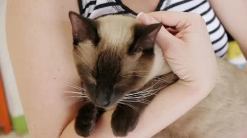 Siamese Cat Petted Stock Footage 11886368