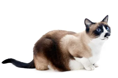 Siamese cat Stock Photos