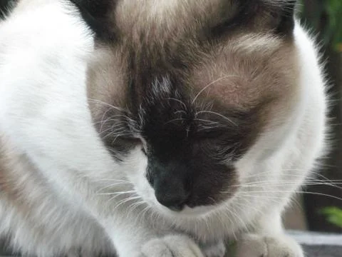 Siamese cat. Stock Photos