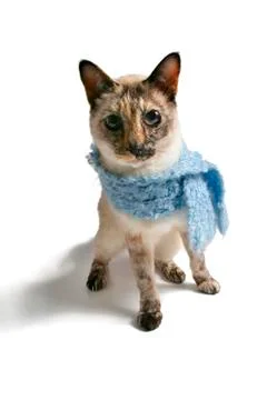 Siamese cat Stock Photos