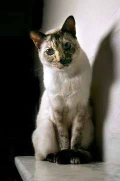 Siamese cat Stock Photos