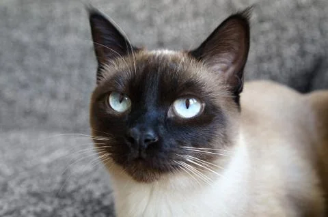 Siamese cat Stock Photos