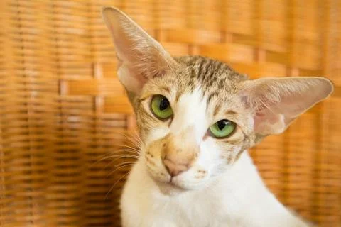 Siamese cat Foto stock