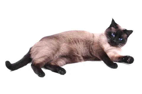 Siamese cat Stock Photos