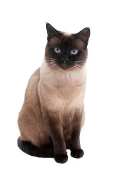 Siamese cat Stock Photos