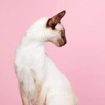 Siamese cat Stock Photos