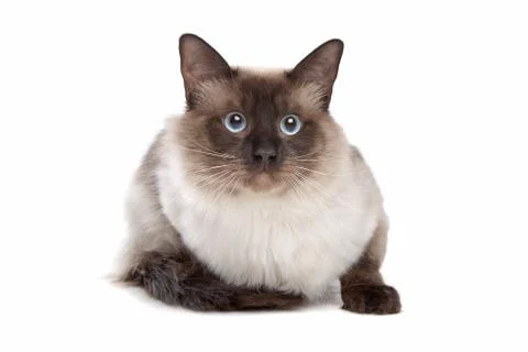 Siamese cat Stock Photos