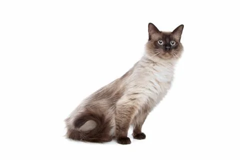 Siamese cat Stock Photos