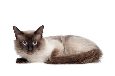 Siamese cat Stock Photos