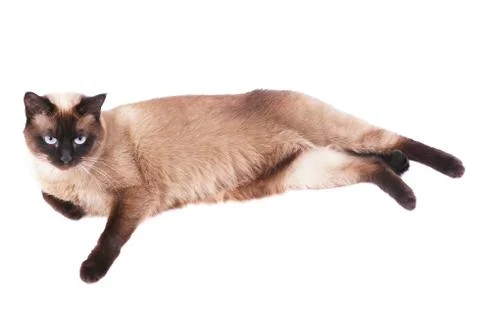 Siamese cat Stock Photos