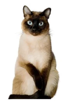 Siamese cat Stock Photos