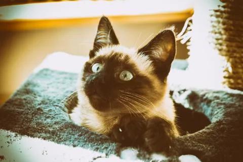 Siamese cat Photos