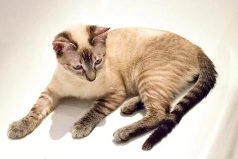 Siamese cat Stock Photos