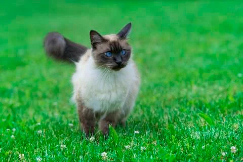 Siamese cat Stock Photos