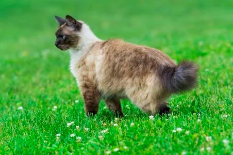 Siamese cat Stock Photos