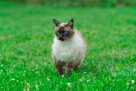 Siamese cat Stock Photos