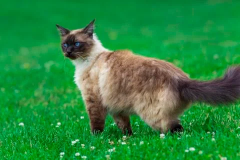Siamese cat Stock Photos