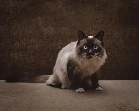 Siamese cat Stock Photos