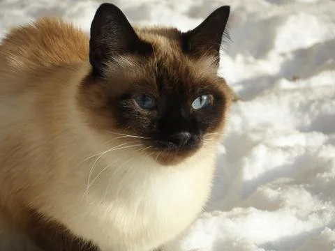 Siamese cat 库存照片
