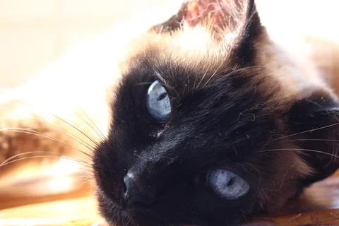 Siamese Cat Stock Photos