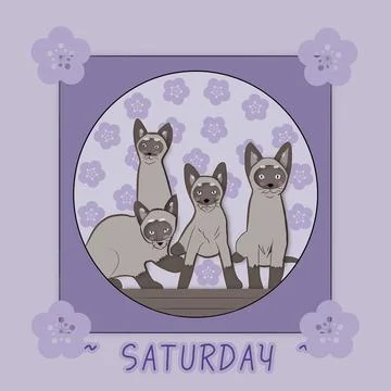 Siamese cat. Foto stock