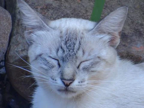 Siamese cat Stock Photos