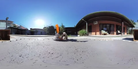 Siamese cat playing with balls in the sun VR 360 Stock Footage 281345264
