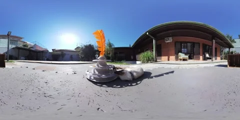 Siamese cat playing with balls in the sun VR 360 Stock Footage 281345439